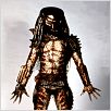 Predator : photo