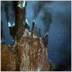 Aliens of the Deep : photo James Cameron, Steven Quale