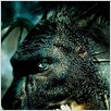 Eragon : affiche Stefen Fangmeier