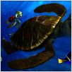 Le Monde de Nemo : photo