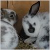 La Vie sauvage des animaux domestiques : photo Dominique Garing, Frédéric Goupil