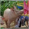 La Vie sauvage des animaux domestiques : photo Dominique Garing, Frédéric Goupil