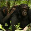 Jane Goodall : retour à Gombe : photo