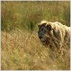 White Lion : photo