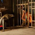 Sur la piste du Marsupilami : photo Alain Chabat, Jamel Debbouze