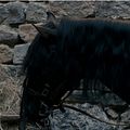 Age of Uprising The Legend of Michael Kohlhaas : Photo Mads Mikkelsen
