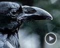 Six Feet Under - saison 1 Extrait vidéo VO