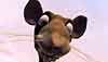 <strong>Le Vilain petit canard et moi</strong> Bande-annonce VF