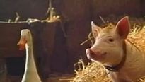 <strong>Babe, le cochon dans la ville</strong> Bande-annonce (2) VO