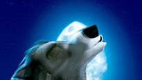 <strong>Alpha & Omega - 3D</strong> Teaser VF