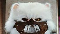 <strong>Comme chiens et chats - La Revanche de Kitty Galore</strong> Extrait vidéo VF