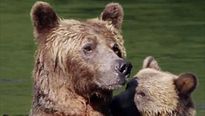 <strong>Grizzly</strong> Bande-annonce (2) VO