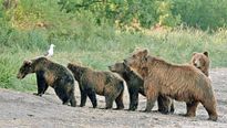 Terre des Ours - EXTRAIT VF "Protéger"