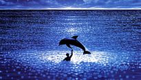 <strong>Top 5</strong> N°509 - Les dauphins