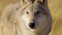 <strong>Le Dernier loup</strong> Bande-annonce VF