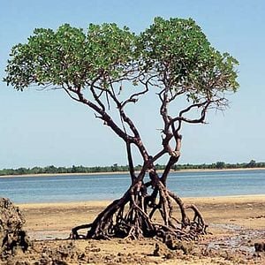 Arbres : photo