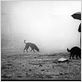 Damnation : photo Bela Tarr