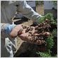 Des Abeilles et des Hommes : photo
