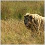 White Lion