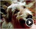 Winn-Dixie mon meilleur ami Bande-annonce VF