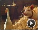 Babe, le cochon dans la ville Bande-annonce (2) VO