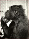 Photo : Koko, le gorille qui parle