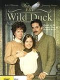 Photo : The Wild Duck