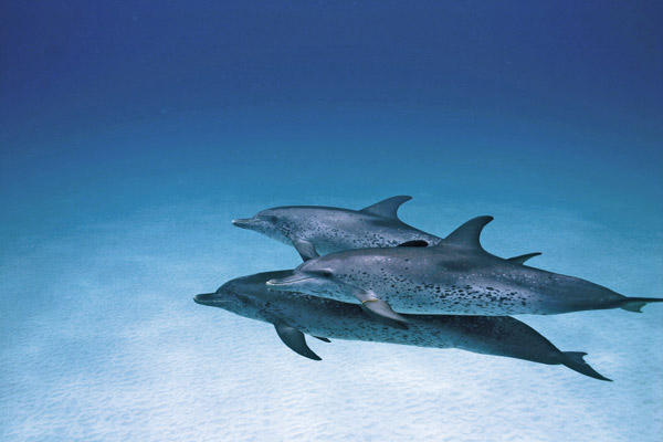 dauphins et baleines 3d nomades des mers