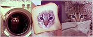 Insolite : Les vidéos de chat ont leur festival !