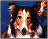 Le retour de Lassie !