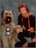Top Dog
