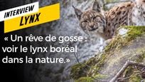 Lynx : un documentaire authentique sur les traces d'un félin mystérieux et secret