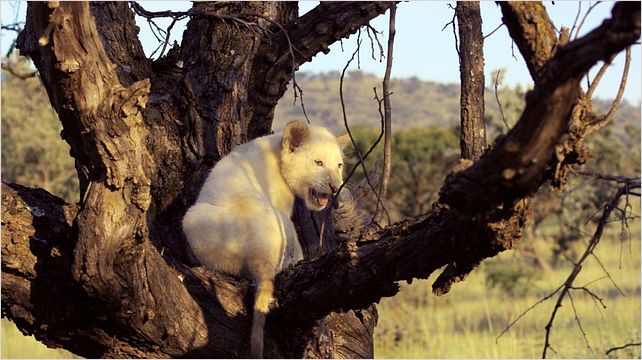White Lion : photo