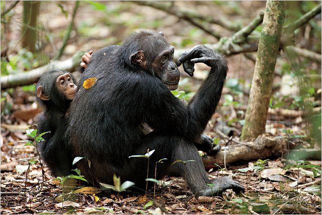 Chimpanzés : photo