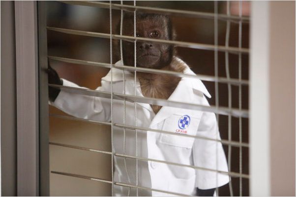 Animal Practice : photo Crystal the monkey