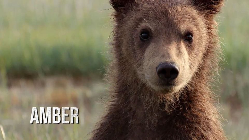 Trailer du film Grizzly Grizzly Bandeannonce VF AlloCiné