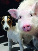 poster de Animalement vôtres (TV)