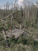 poster de Acid Forest