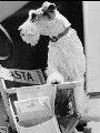 photo de Asta (II)