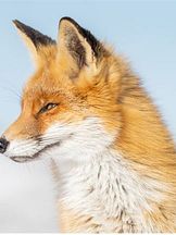 photo de Le renard