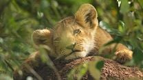 image de Lion - saison 1 Bande-annonce VF