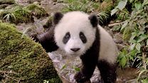 image de Pandas Bande-annonce VF
