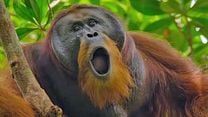 image de Orang-outan Bande-annonce VO STFR