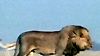 image de Lions, combat de rois au Kalahari Extrait vidéo VO
