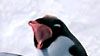 image de Happy Feet Bande-annonce (2) VO