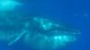 image de Voyage sous les mers 3D Extrait vidéo (3) VF