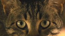 image de La Vie sauvage des animaux domestiques Bande-annonce VF