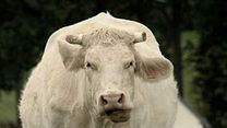 image de Bovines Teaser VF