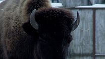 image de Bestiaire Teaser VF
