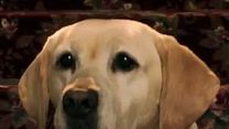 image de Le chien qui a sauvé Halloween Bande-annonce VO